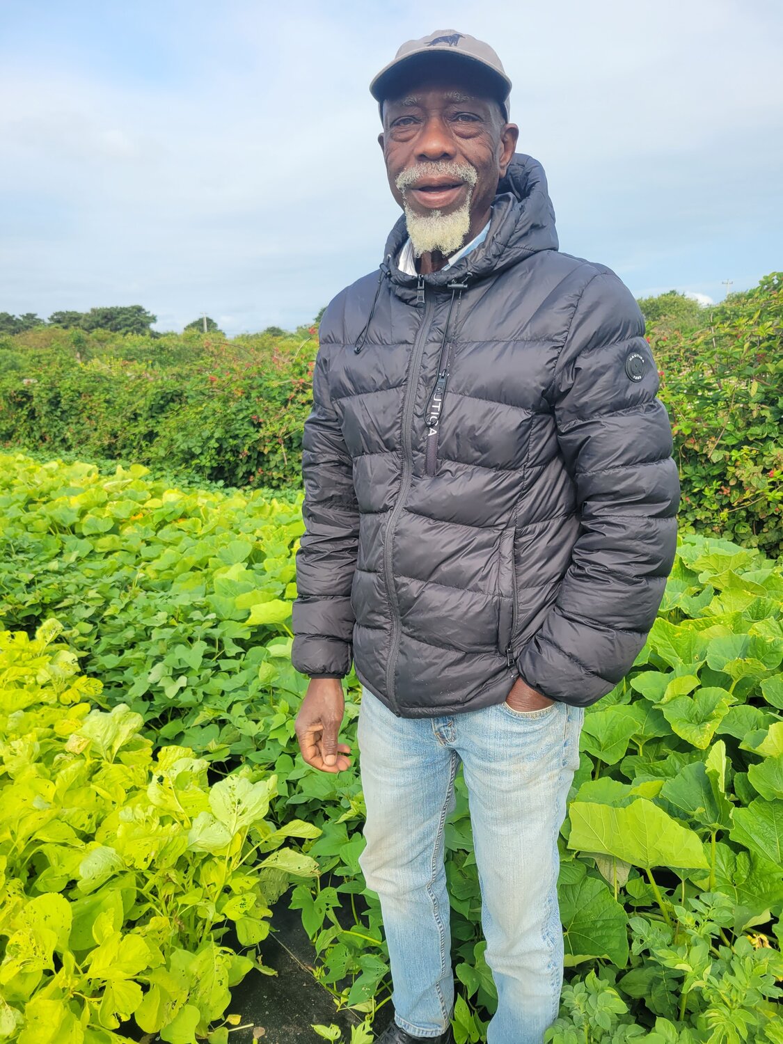 Abednego “TT” Sémaha among the rows of callaloo he’s growing at Sustainable Nantucket’s Community Farm Institute on Hummock Pond Road last week.