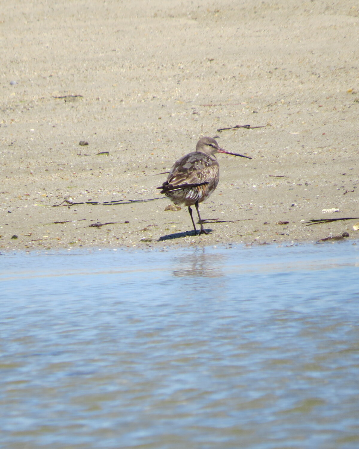 This adult Hudsonian Godwit delighted observers at Polpis Harbor this week.