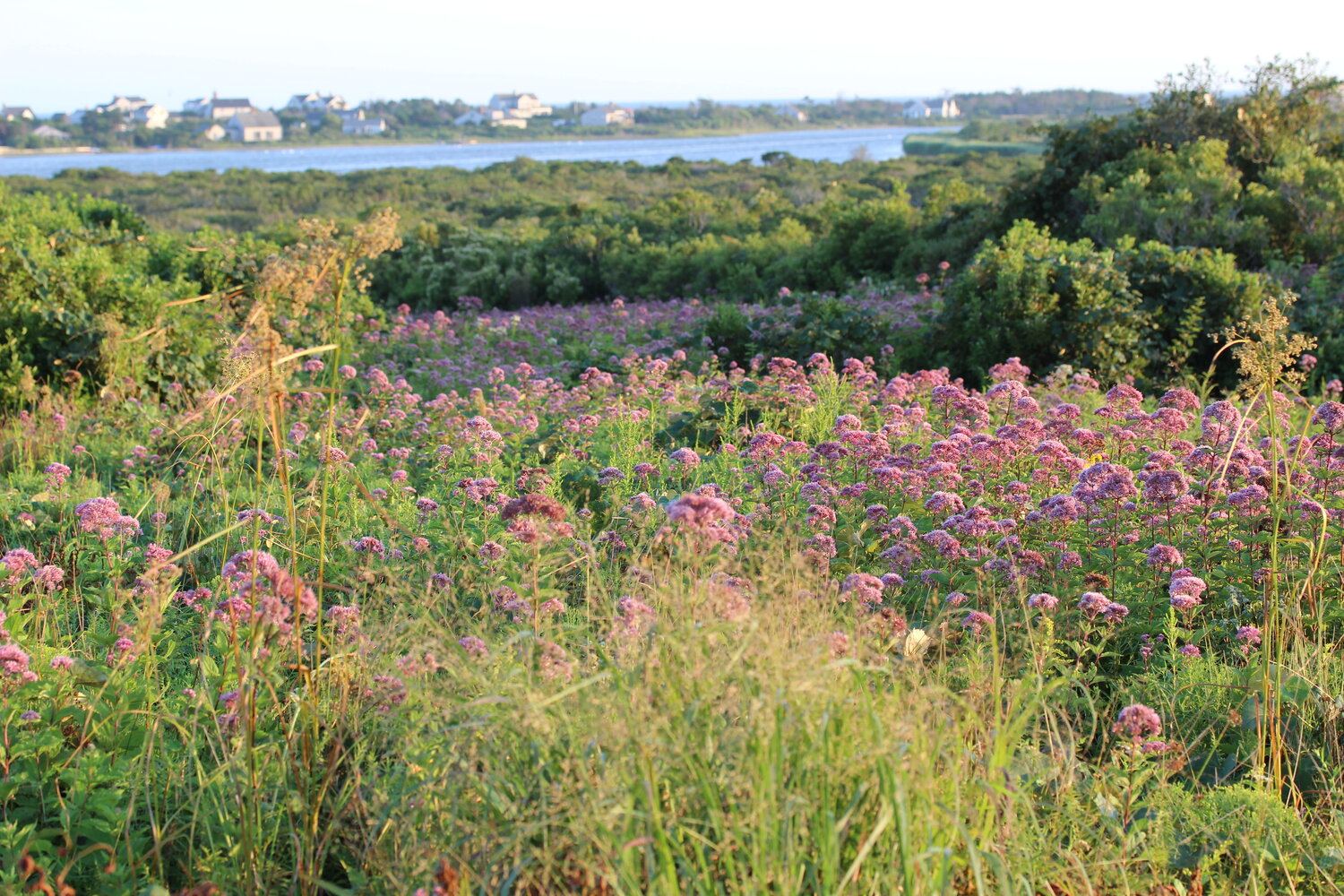A field of Joe Pye weed overlooks Hummock Pond and Ram Pasture at the Nantucket Conservation Foundation’s Sanford Farm property.
