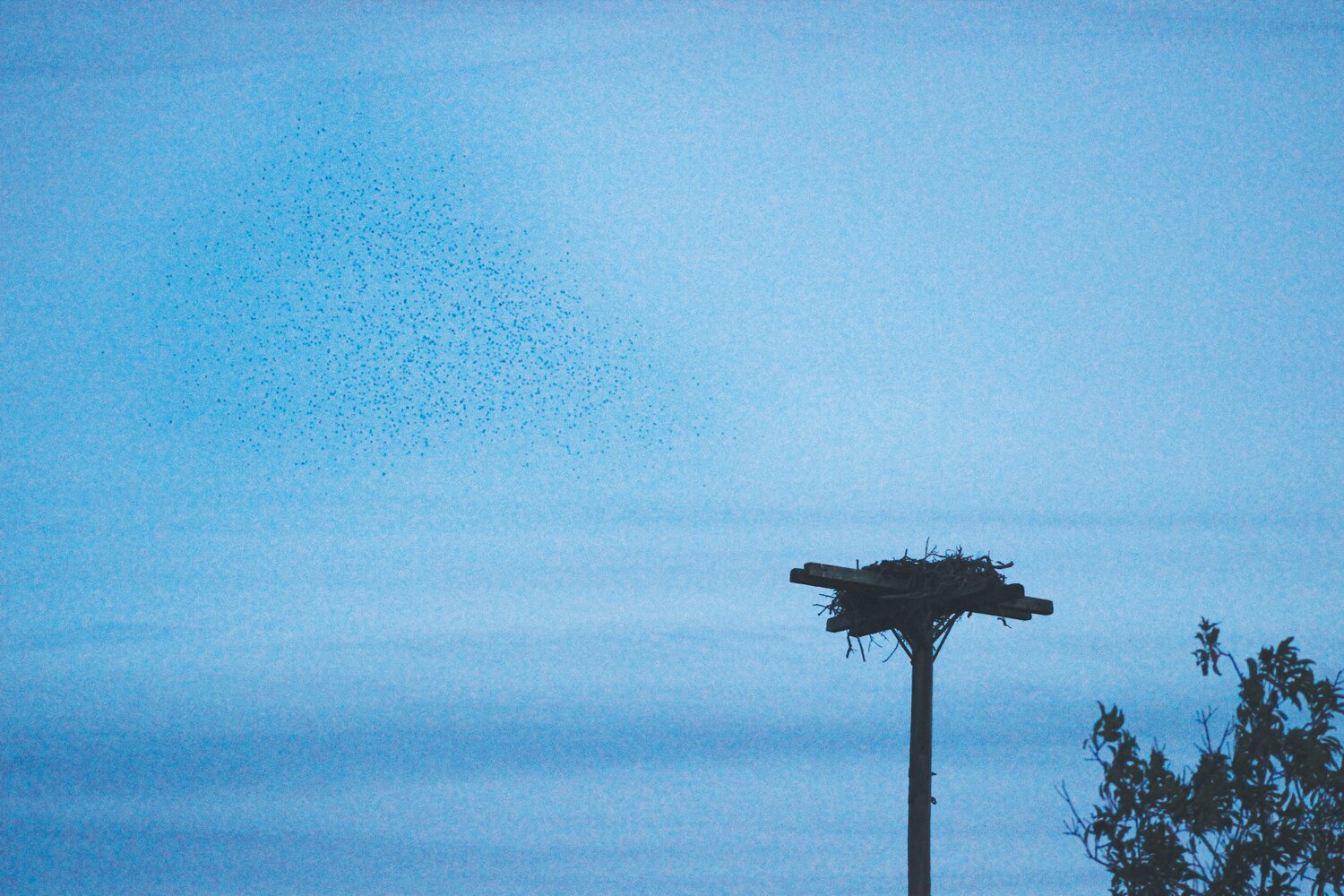 A murmuration of swallows is barely visible as black specks in the sky at dusk to the above left of the osprey nesting pole at Sanford Farm. The flocks occur at dusk and happen as the birds group together to roost for the night.