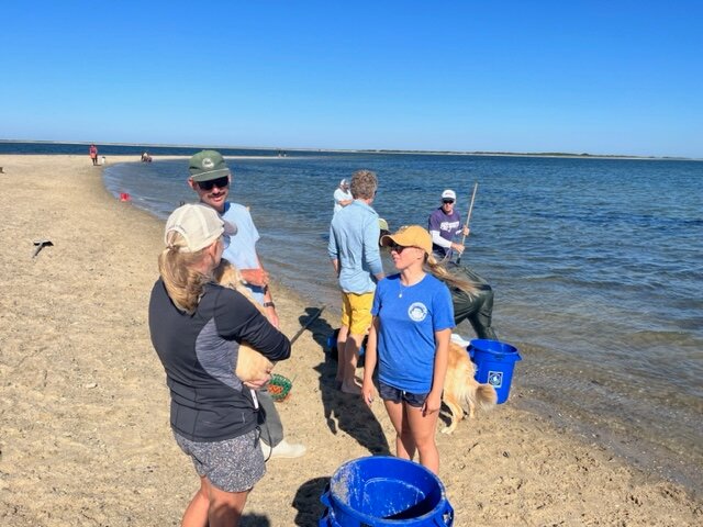 Volunteers collect scallop seed to return to Nantucket Harbor Sunday morning.