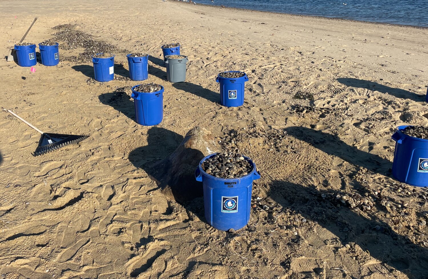 Buckets of scallop seed set to be returned to Nantucket Harbor.