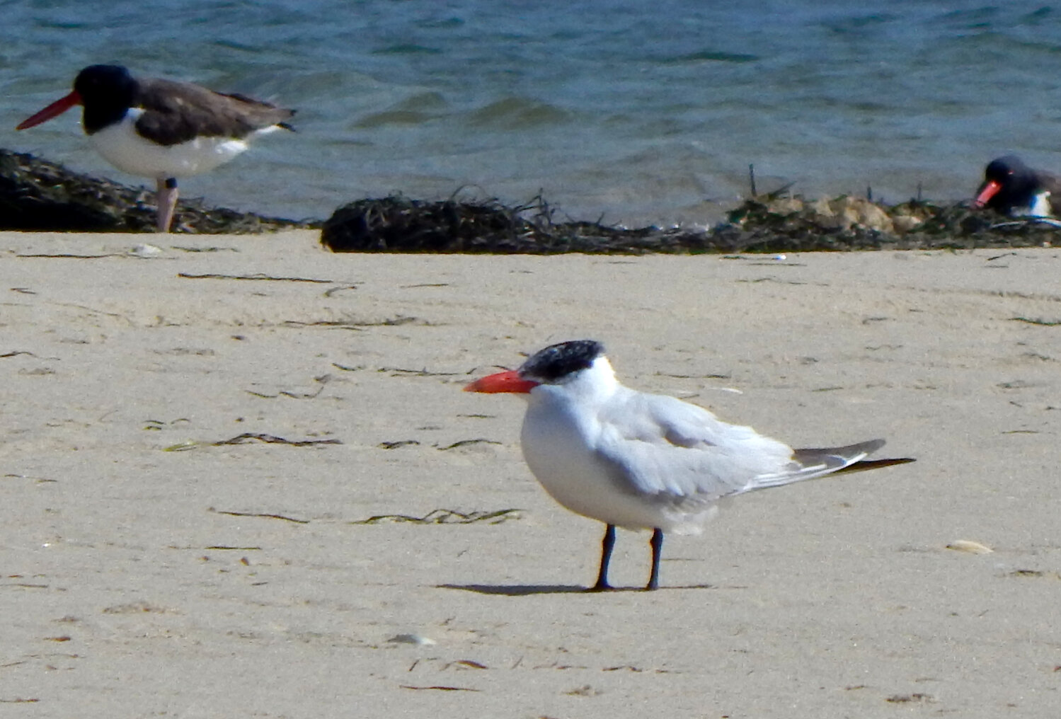 Three Caspian Terns like this one were seen together at Smith’s Point on Saturday.