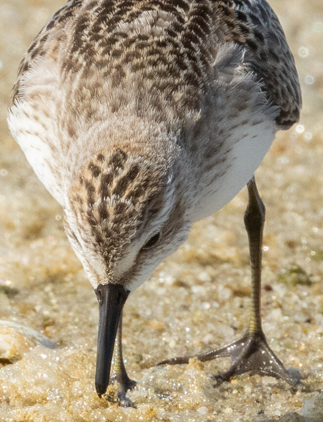Look at the lower right corner of the picture to see what "semipalmated" really means for this sandpiper.