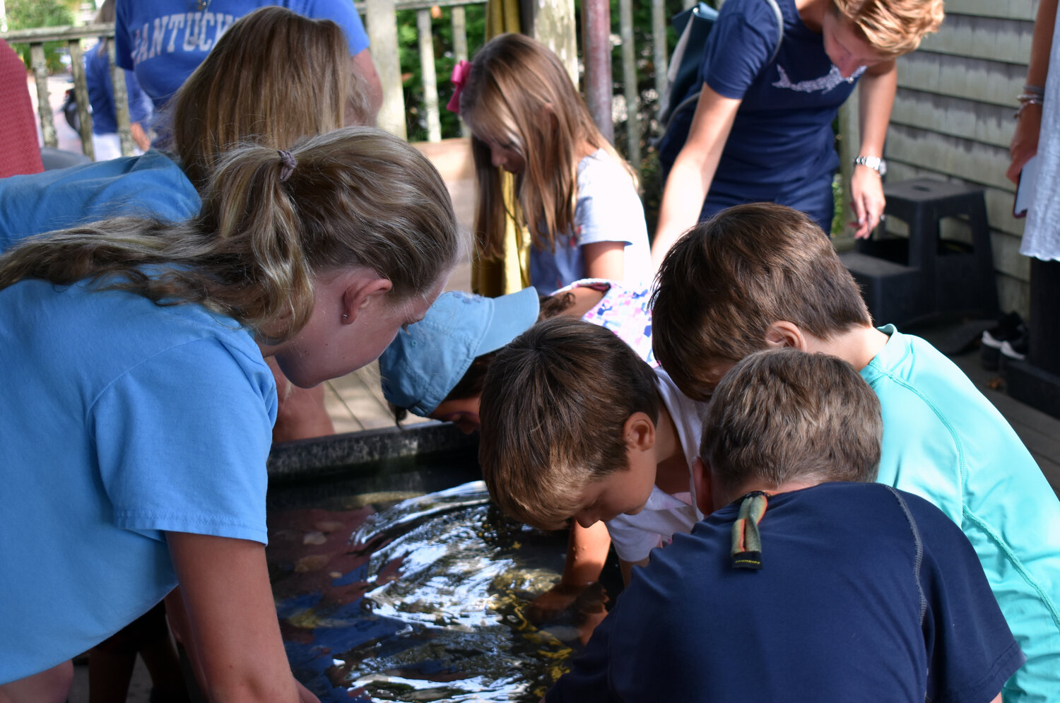 The Maria Mitchell Association's Aquarium Release Day will be held Saturday from 10 a.m.-noon.