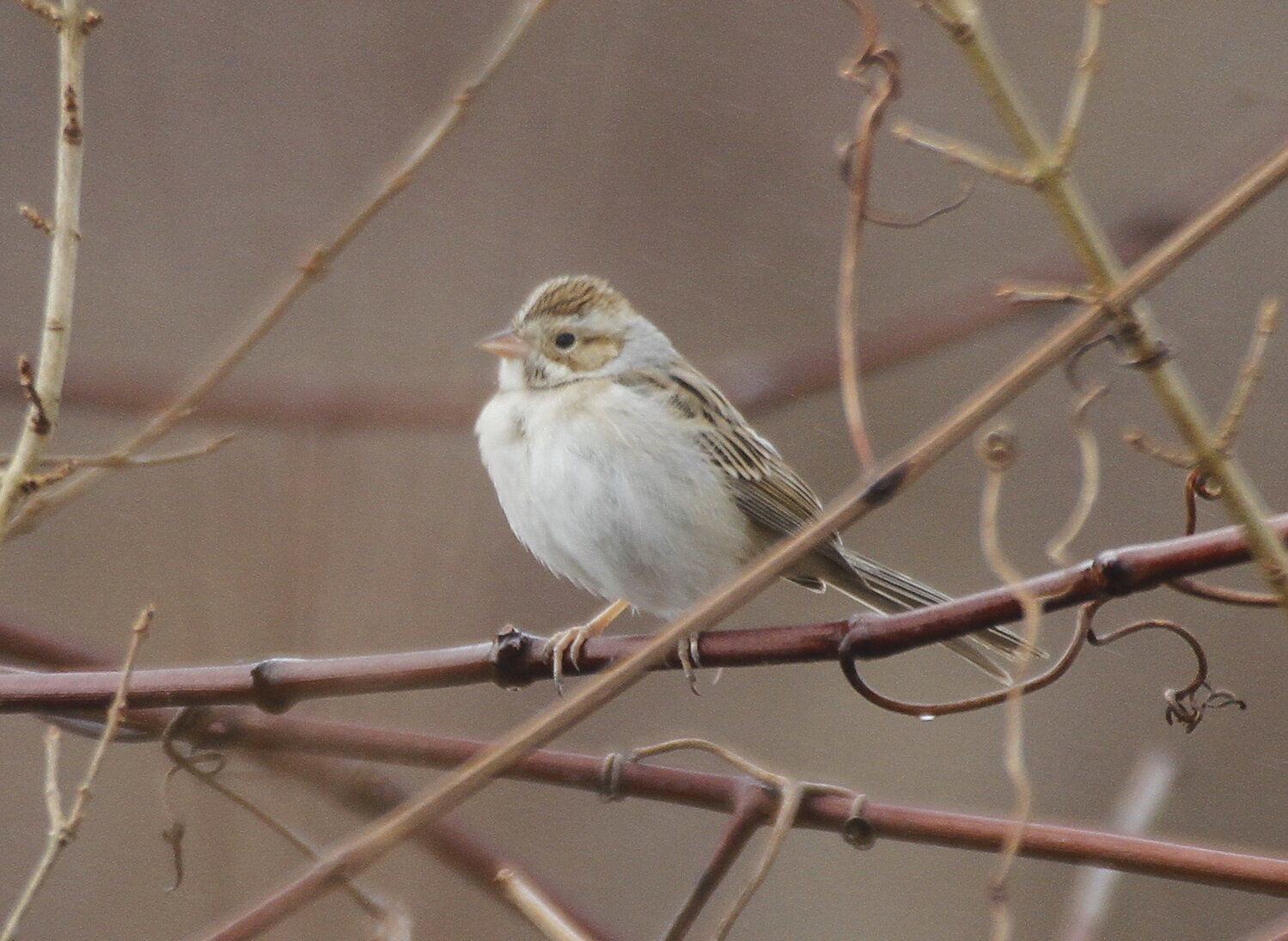A Clay-colored Sparrow like this one was a treat this week.