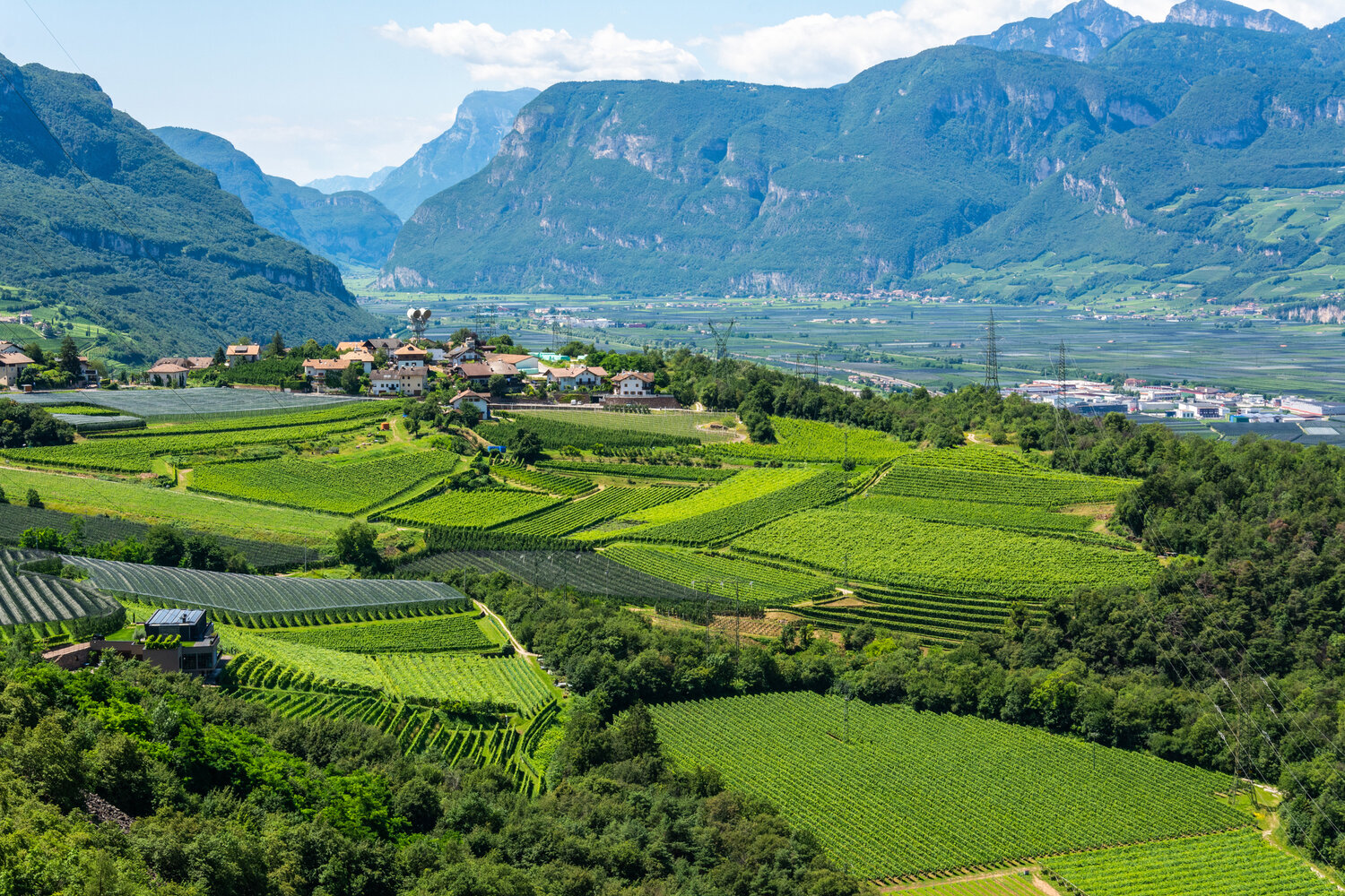 Looking south over the vineyards of northern Italy near the Austrian border.
