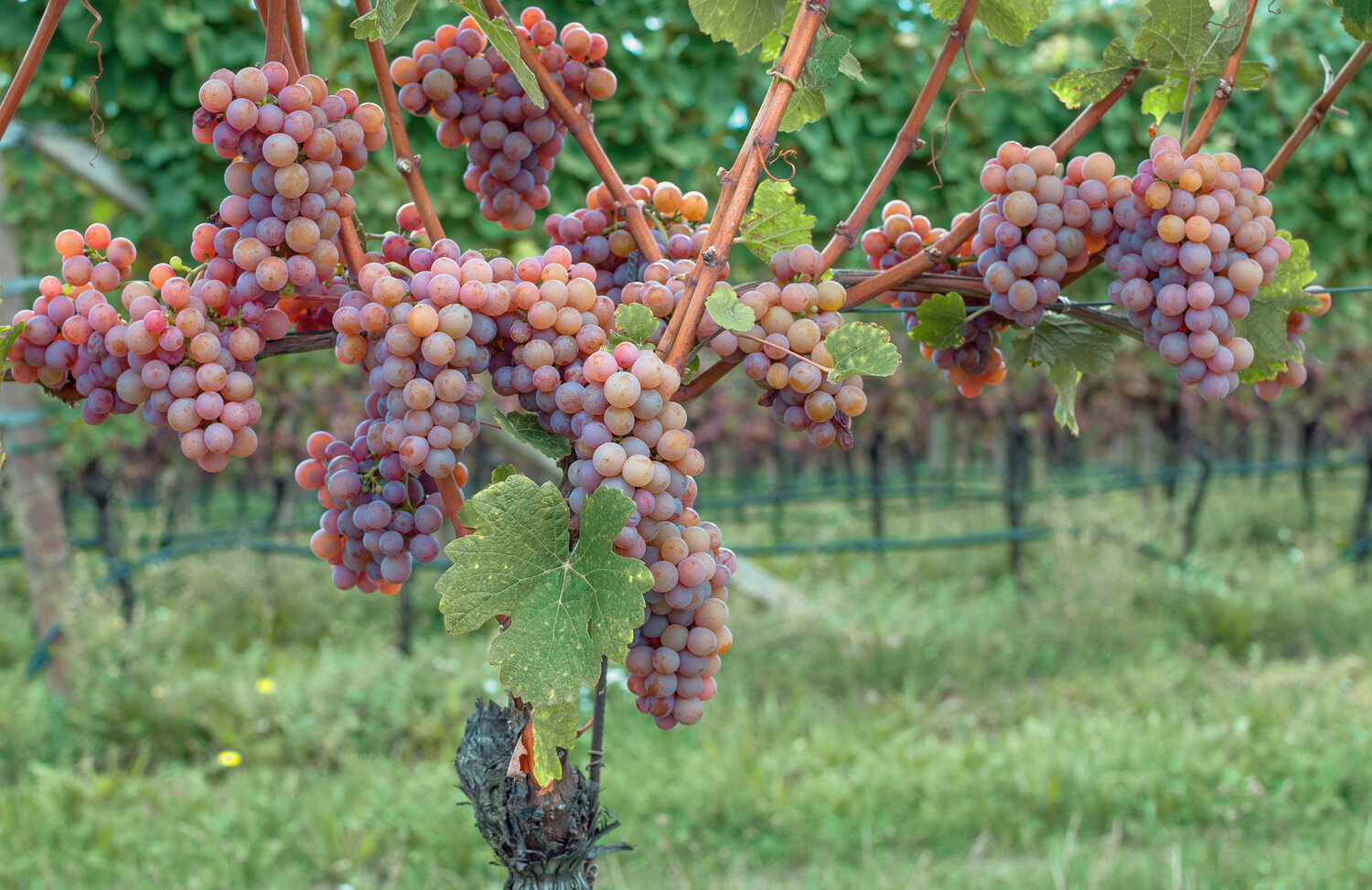 The spicy grape from the village of Tramin is better known today at Gewurztraminer.