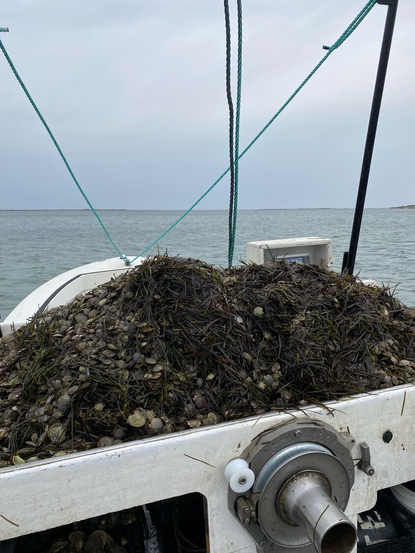 Fishermen helped move more than 1 million scallop seed into deeper water on Friday to prevent them from washing ashore.