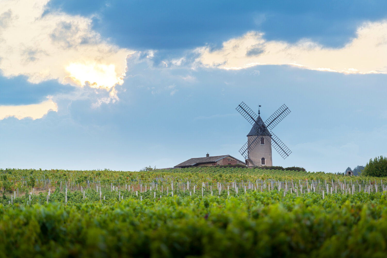 The Beaujolais wines of Moulin-à-Vent are considered by many the most tannic in the region and are long-lived, sometimes up to 50 years.