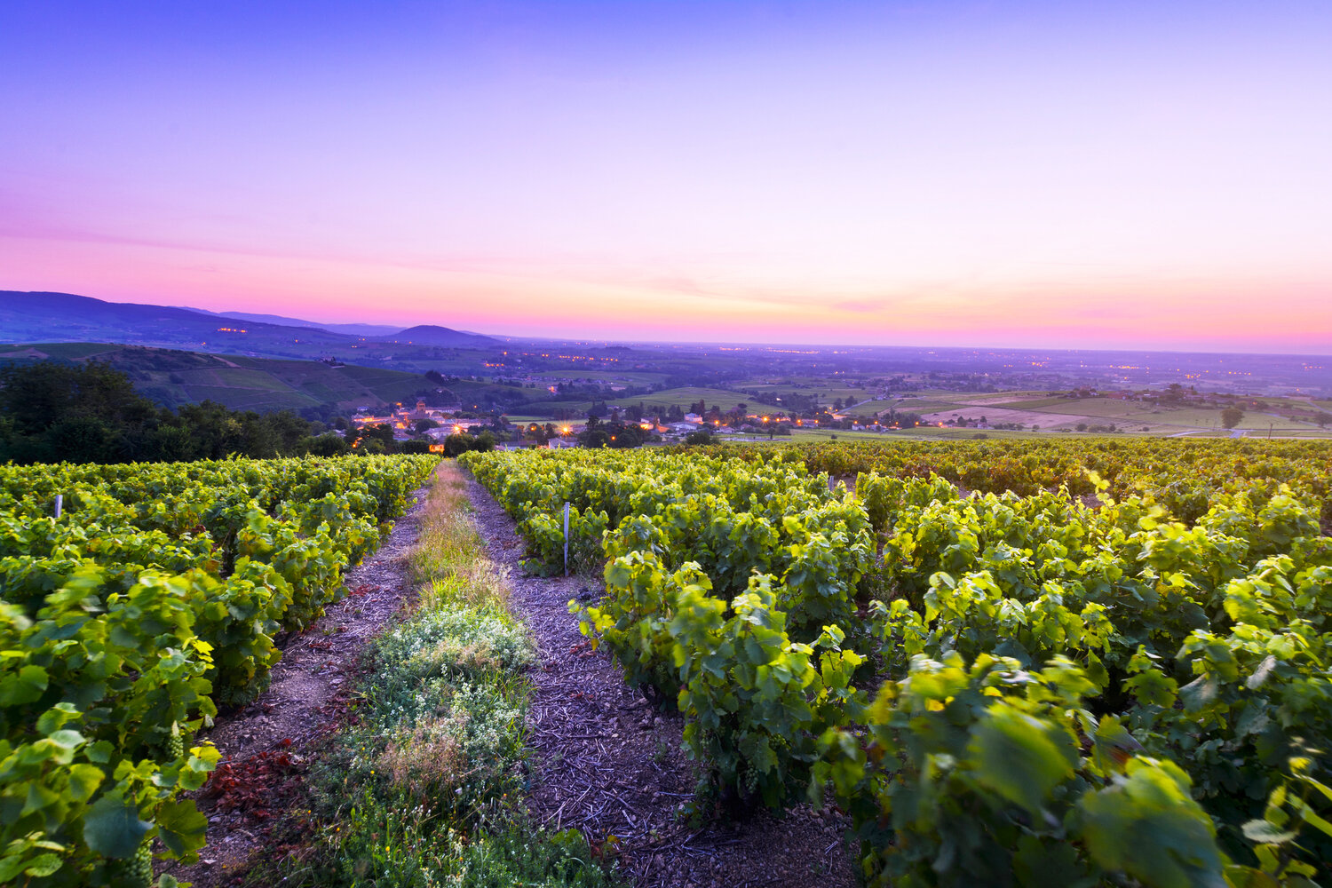 The Beaujolais region is just south of Burgundy and west/northwest of Lyon along the Saone River.