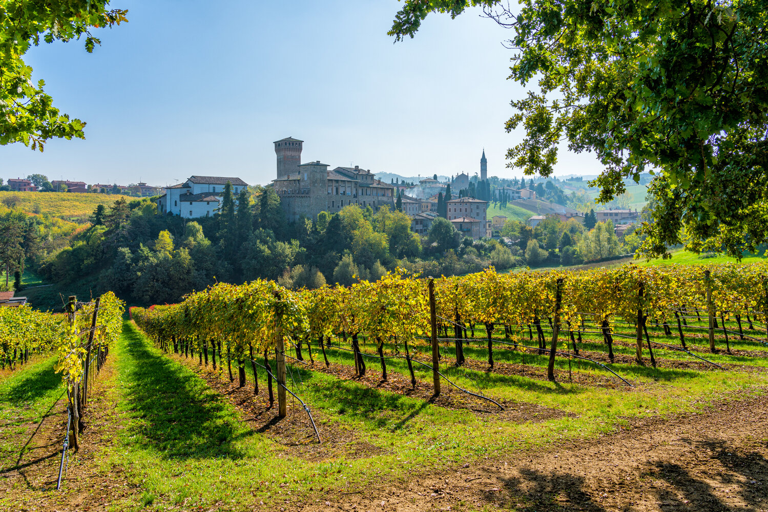 The vineyards of Levizzano Rangone in the Italian province of Modena, Emilia in the fall.