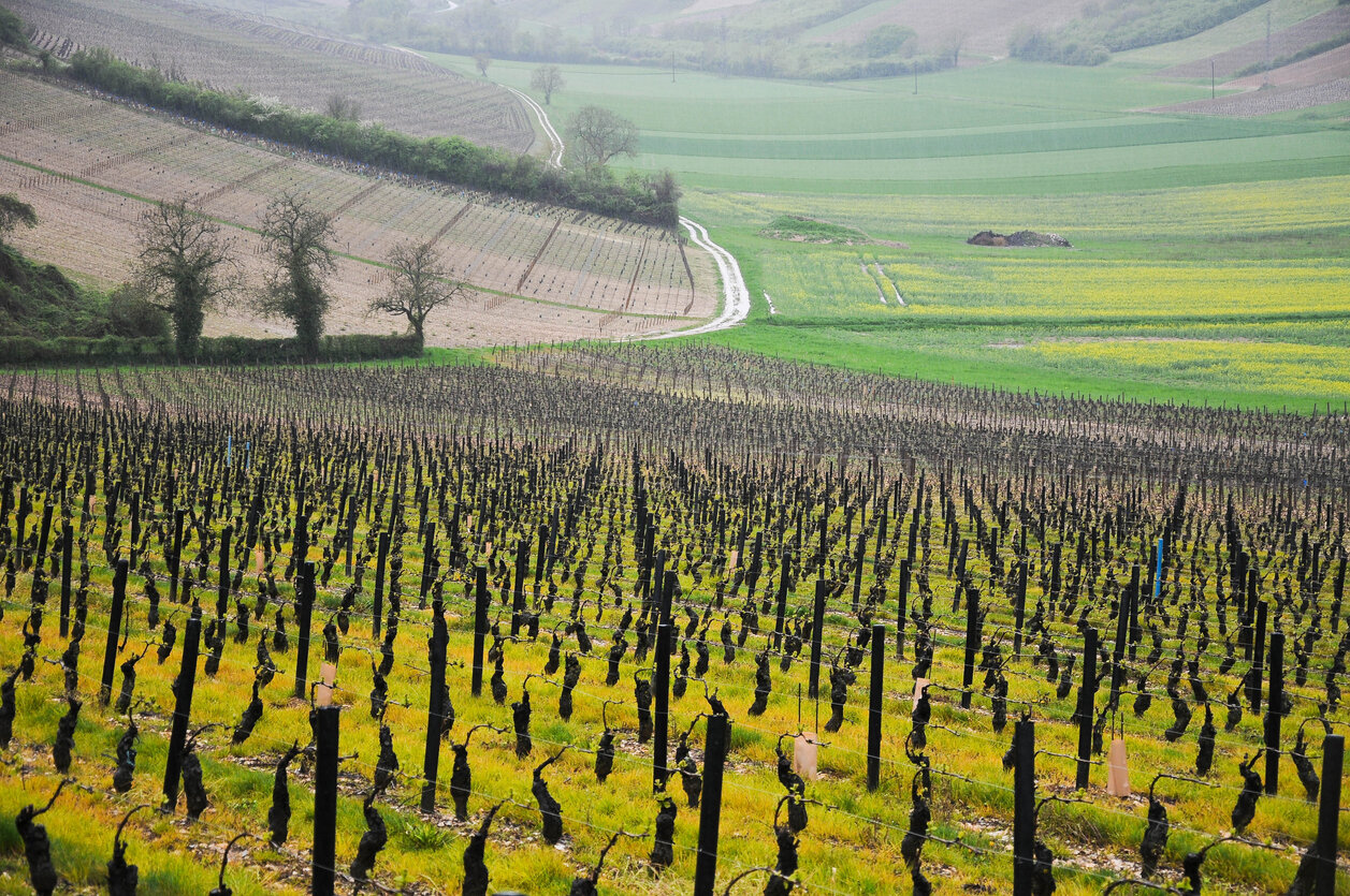 Spring in Sancerre, one of the premiere Sauvignon Blanc growing regions in the Loire Valley.