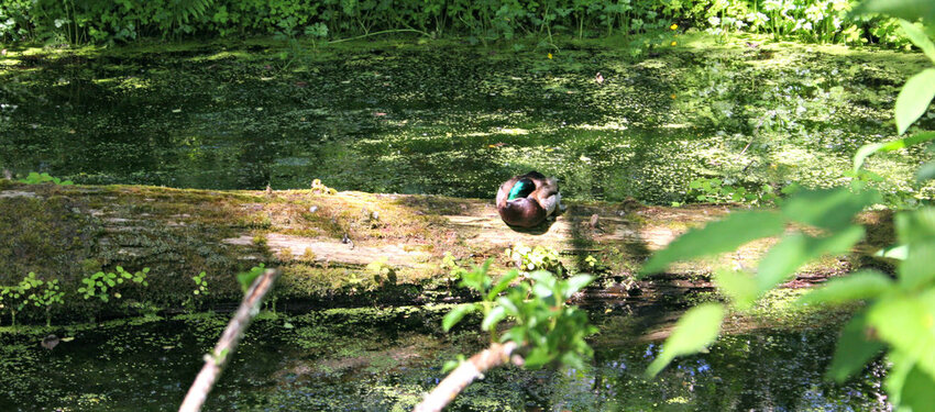 The marsh at the Northwest Stream Center holds a variety of life, including this turtle.