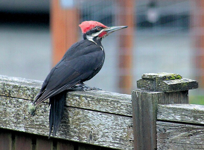 A pileated woodpecker is a common sight in the Edmonds and surrounding area.