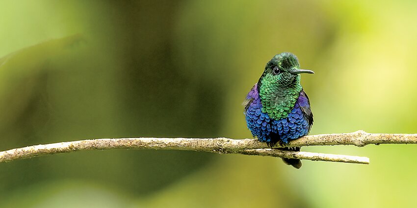 A woodnymph hummingbird. (Photo courtesy Gregory A. Green)