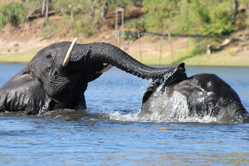 Elephants play in the water. (Photo courtesy Chuck Wright)