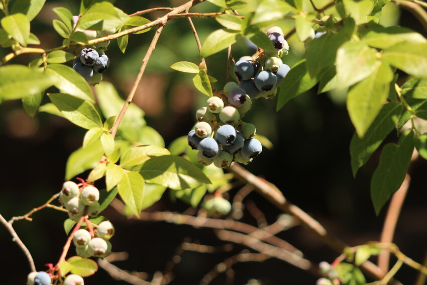Blueberries (Photo courtesy Chuck Wright)