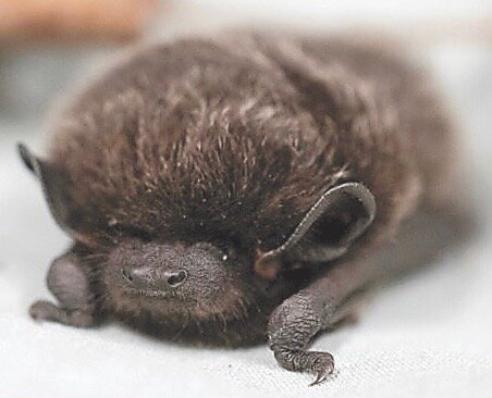 15 species of bats can be found in the PNW. The Little Brown Myotis is the most common.