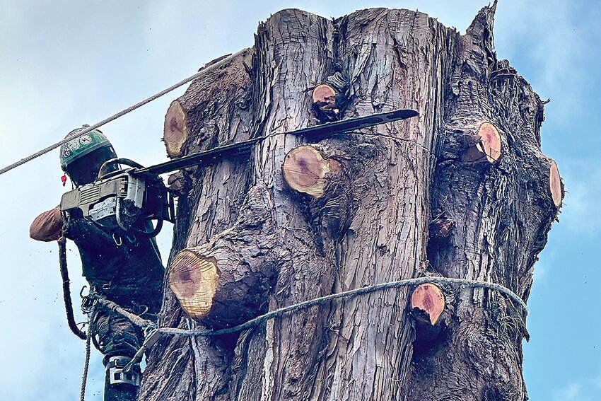 David Bigelow uses a chainsaw as part of a tree removal project.