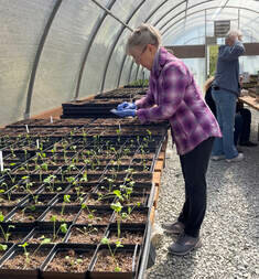 A wide range of plants will be on sale at the Snohomish County Master Gardener Foundation's annual plant sale on May 10 at the Evergreem State Fairgrounds.