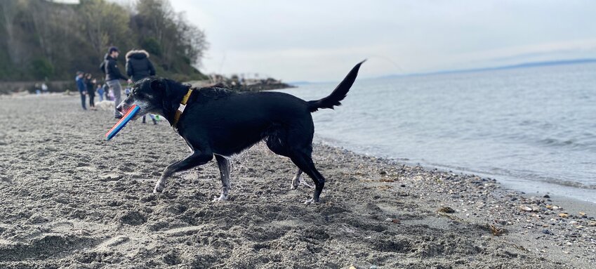The beachside dog park in Edmonds. (File photo by Brian Soergel/Edmonds Beacon)