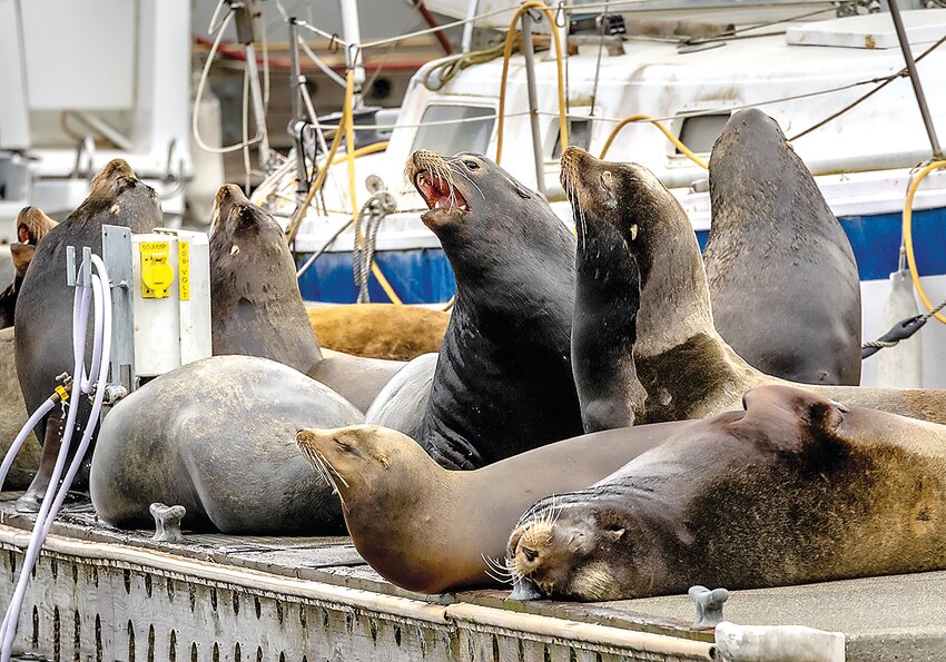 Sea lions at the Edmonds Marina. (Photo courtesy Janine Harles)