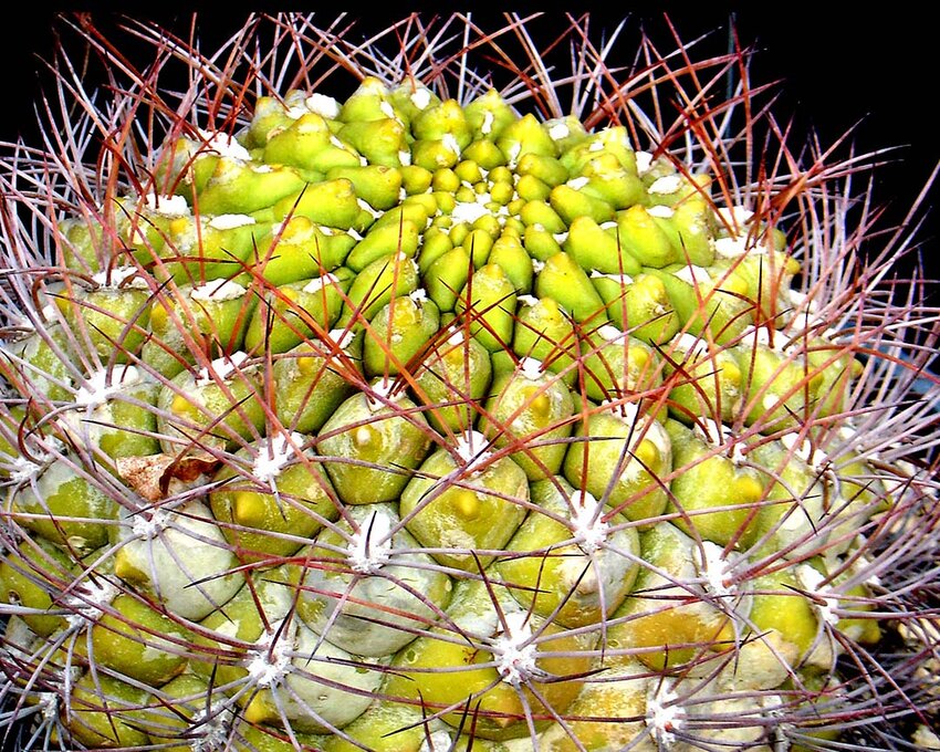 Anne Prather’s “Crown of Spines.” (Courtesy Gallery North)