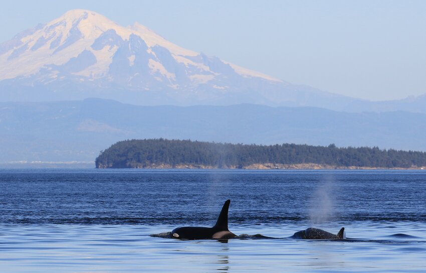 Puget Sound Express' Saratoga. (Photo courtesy Danny Williams/UW News Lab)