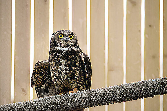 PAWS Wildlife Center expands south of Snohomish - Mukilteo Beacon