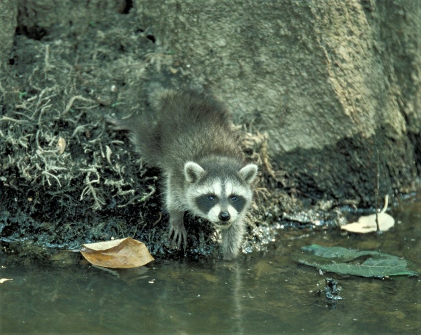 5A-conserving thoughts-raccoonpicture.jpg