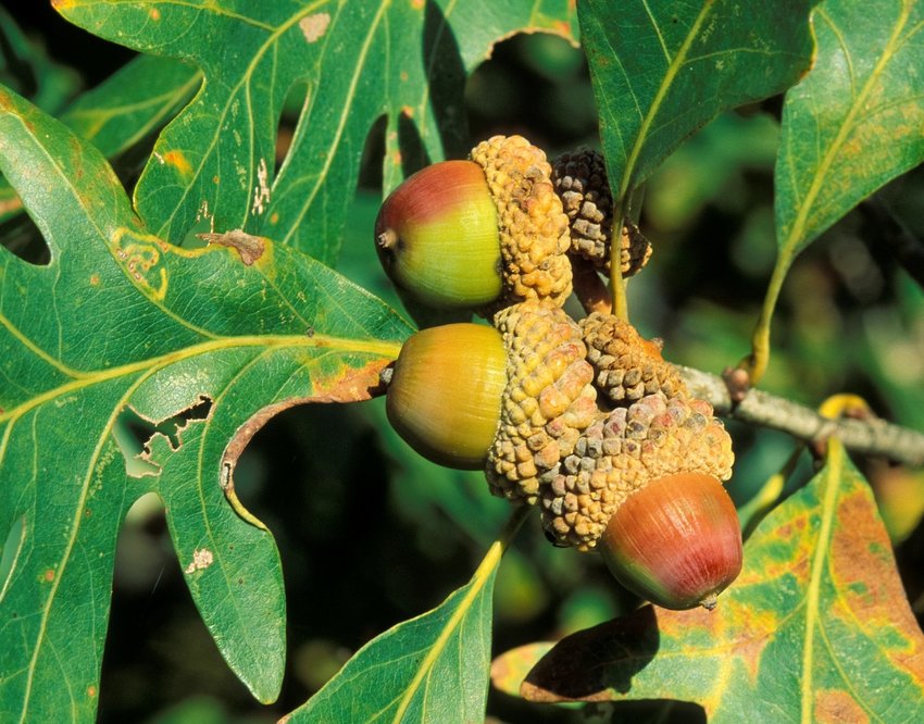 White oak acorns on tree  October, 1993