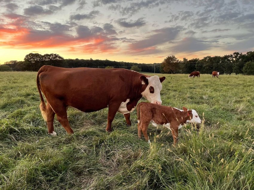 Janieca Hancock&rsquo;s photo shows a fall sunset is the perfect backdrop for this photo of a mama cow and her calf in a Polk County field.