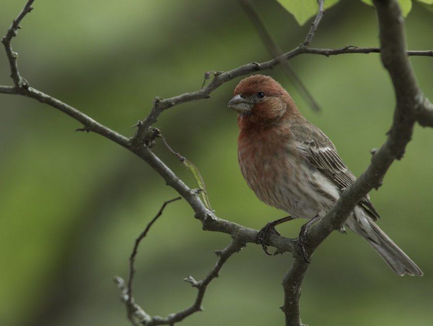 A House Finch perches on a tree branch during spring time. The house finch is a bird in the finch family Fringillidae. It is native to western North America and has been introduced to the eastern half of the continent and Hawaii. This species and the other &quot;American rosefinches&quot; are placed in the genus Haemorhous.