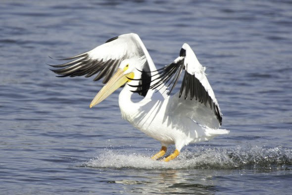 An American white pelican, like the one pictured, has tested positive for highly pathogenic avian influenza. The bird was located in Clay County and is one of several wild birds testing positive for the virus since the beginning of March.