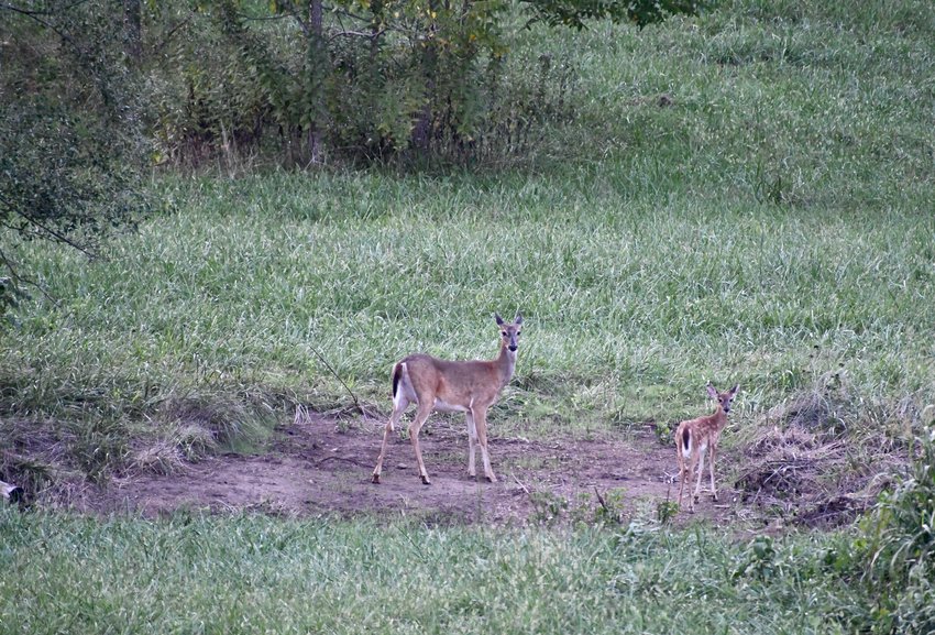 A momma deer and her baby find the cool mornings to be a perfect time to check out the fields.