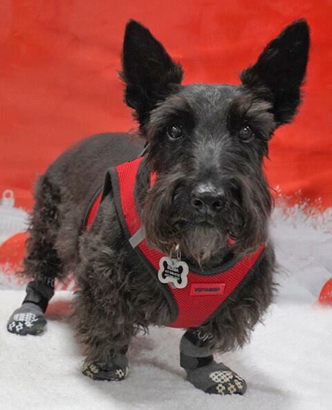 Bubba enjoys the St. Louis Scottish Terrier Rescue Christmas party.