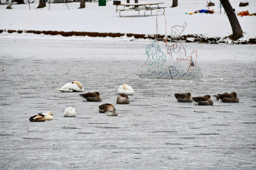 On Frozen Pond &mdash; Santa and the Dunnegan Park swans, geese and ducks take a morning break on the frozen pond.   STAFF PHOTO/LINDA SIMMONS