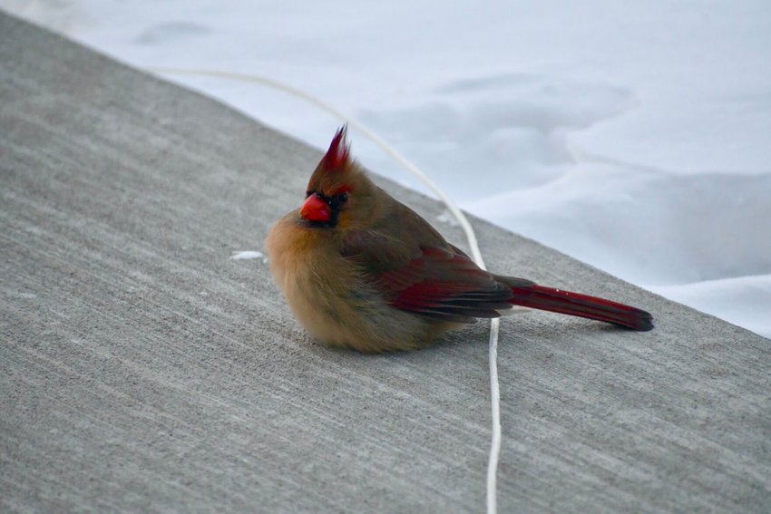 Finding a spot not covered in snow, a lady Cardinal huddles up against the wind hoping to find some sunflower seeds.   STAFF PHOTO/LINDA SIMMONS