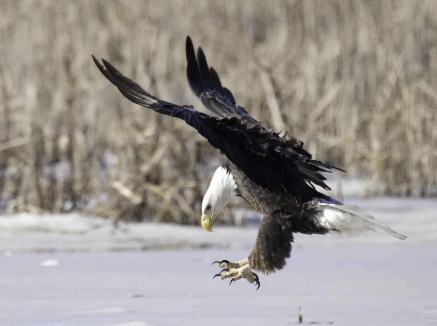 A mature Bald Eagle flies while keeping eyes on waterfowls during a winter migration at Loess Bluffs National Wildlife Refuge in Mound City, MO.