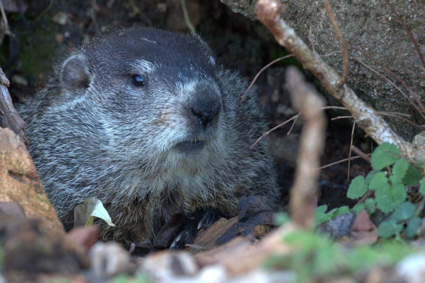 A groundhog (woodchuck) emerges from its den during fall season outside Springfield, MO.