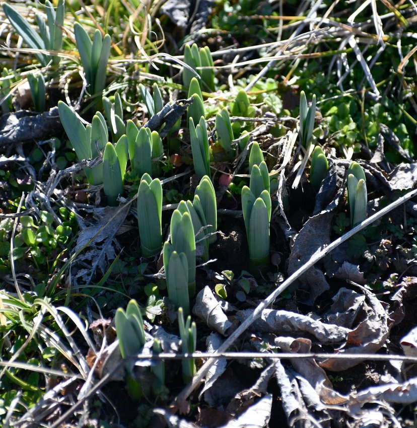 Still five weeks to go until spring arrives officially, but these Naked Ladies (Amaryllis Belladonna lilies) are popping out, ready to welcome the new season.   STAFF PHOTO/LINDA SIMMONS