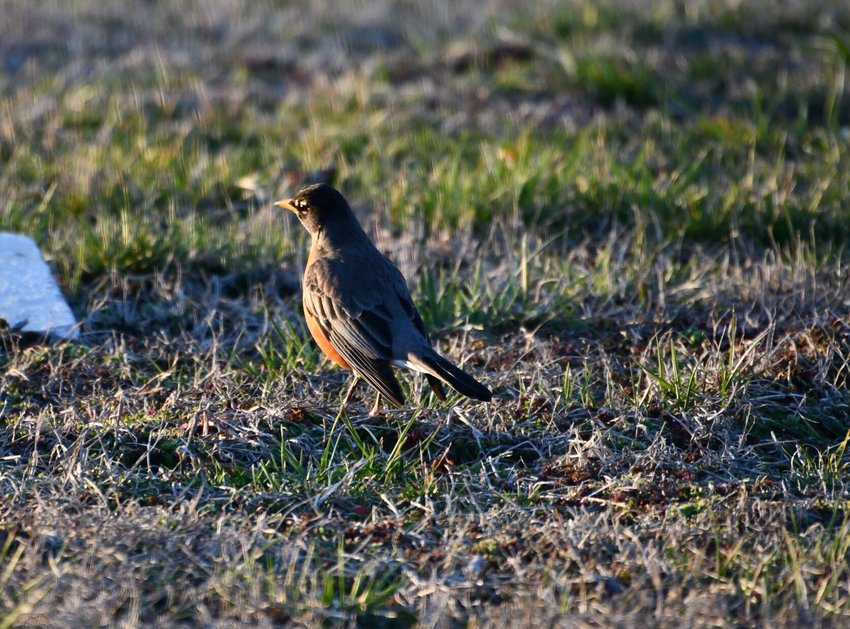With less than two weeks until Spring arrives officially the robins are starting to show up in yards bringing us hope that Winter will be done soon.   STAFF PHOTO/LINDA SIMMONS