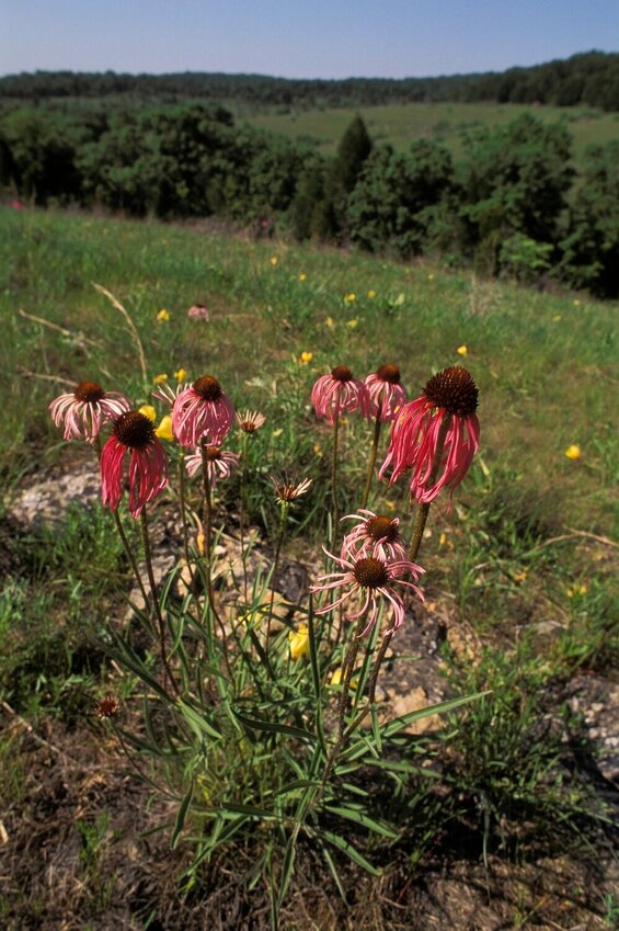 Valley View Glade Natural Area with glade coneflower, May 2000.