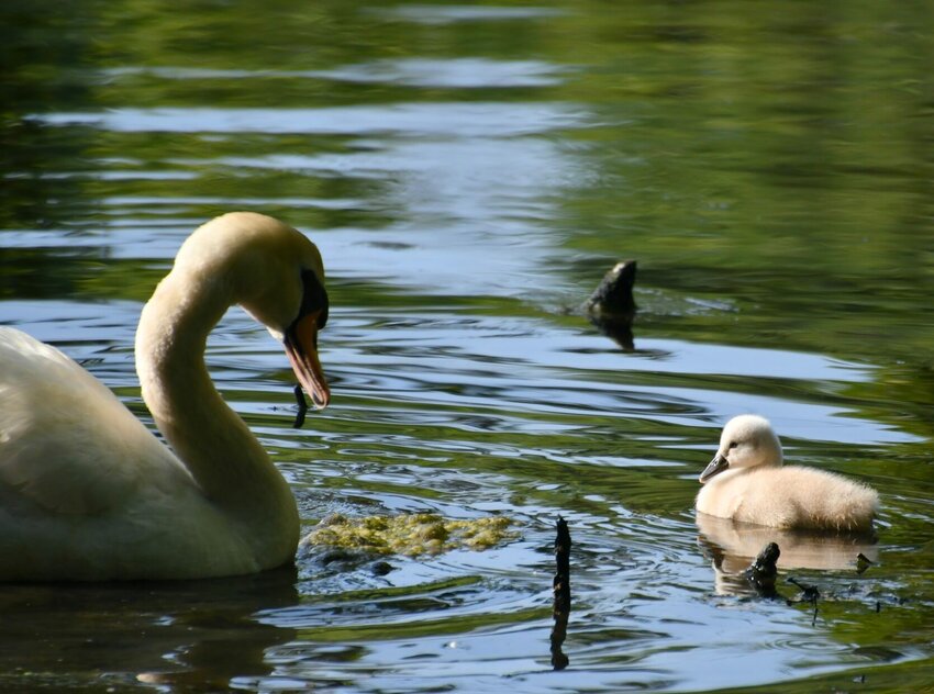 The new baby swan at Dunnegan Memorial Park finds the early morning a perfect time to explore the pond, along with his mom and dad guiding him.   STAFF PHOTO/LINDA SIMMONS