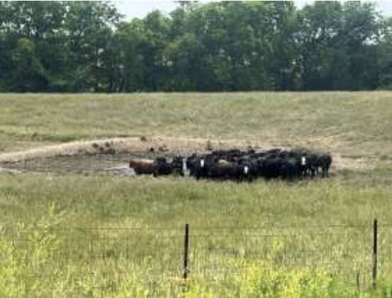 Missouri livestock producers face dwindling water supplies for their herds. University of Missouri Extension specialists urge producers to contact their county USDA office to find resources to plan for future water shortages.