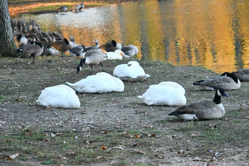 Early morning temps have given everyone a reason to curl up to keep warm.   STAFF PHOTO/LINDA SIMMONS