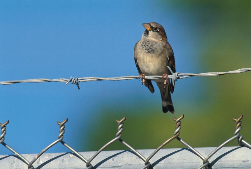 House sparrow on fence September, 1994