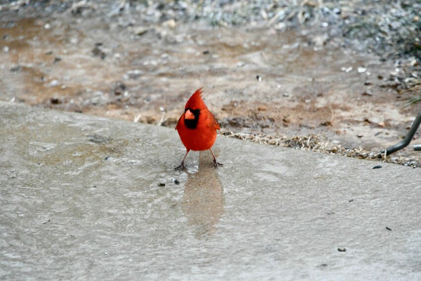 Monday, Jan. 22, early morning freezing rain made travel risky for everyone except the feathered community.   STAFF PHOTO/LINDA SIMMONS