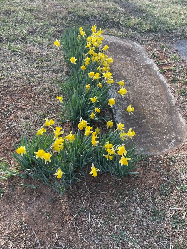 It's beginning to look a lot like Spring all around Polk County.   STAFF PHOHT/LINDA SIMMONS